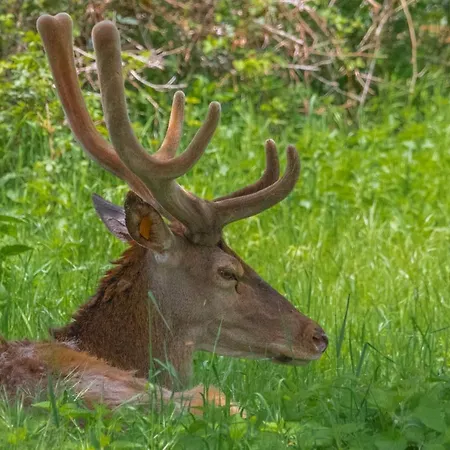 ホテル La Panoramica 89 ペスカッセーロリ