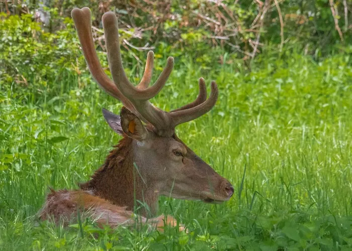 Отель La Panoramica 89 Пескассероли